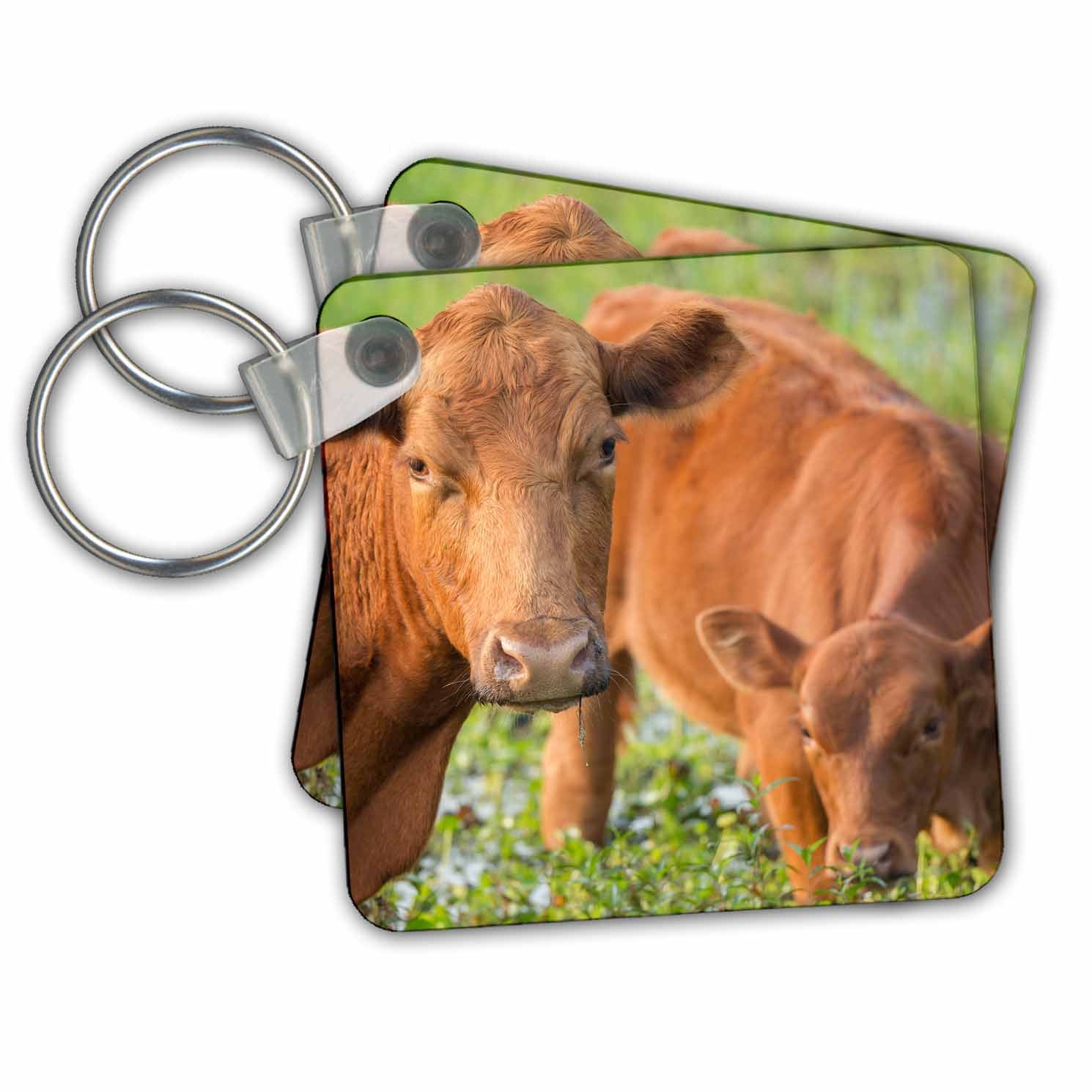 3dRose Red angus cow and calf drinking water from pond, Florida Key Chain