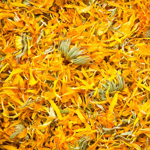 Calendula
