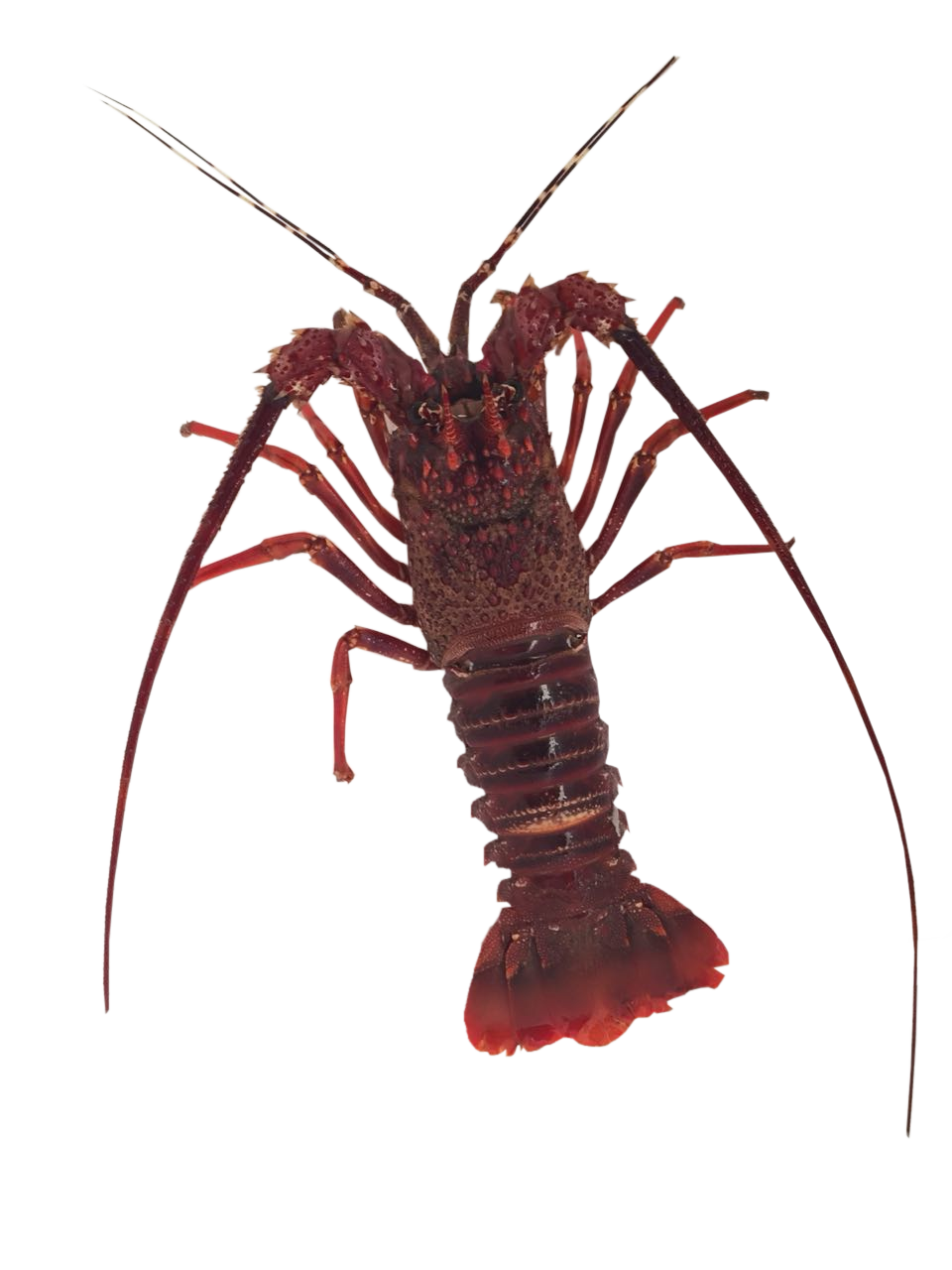 Madagascar Seafood Lobster (Whole, Meat, Tails, Half cut)