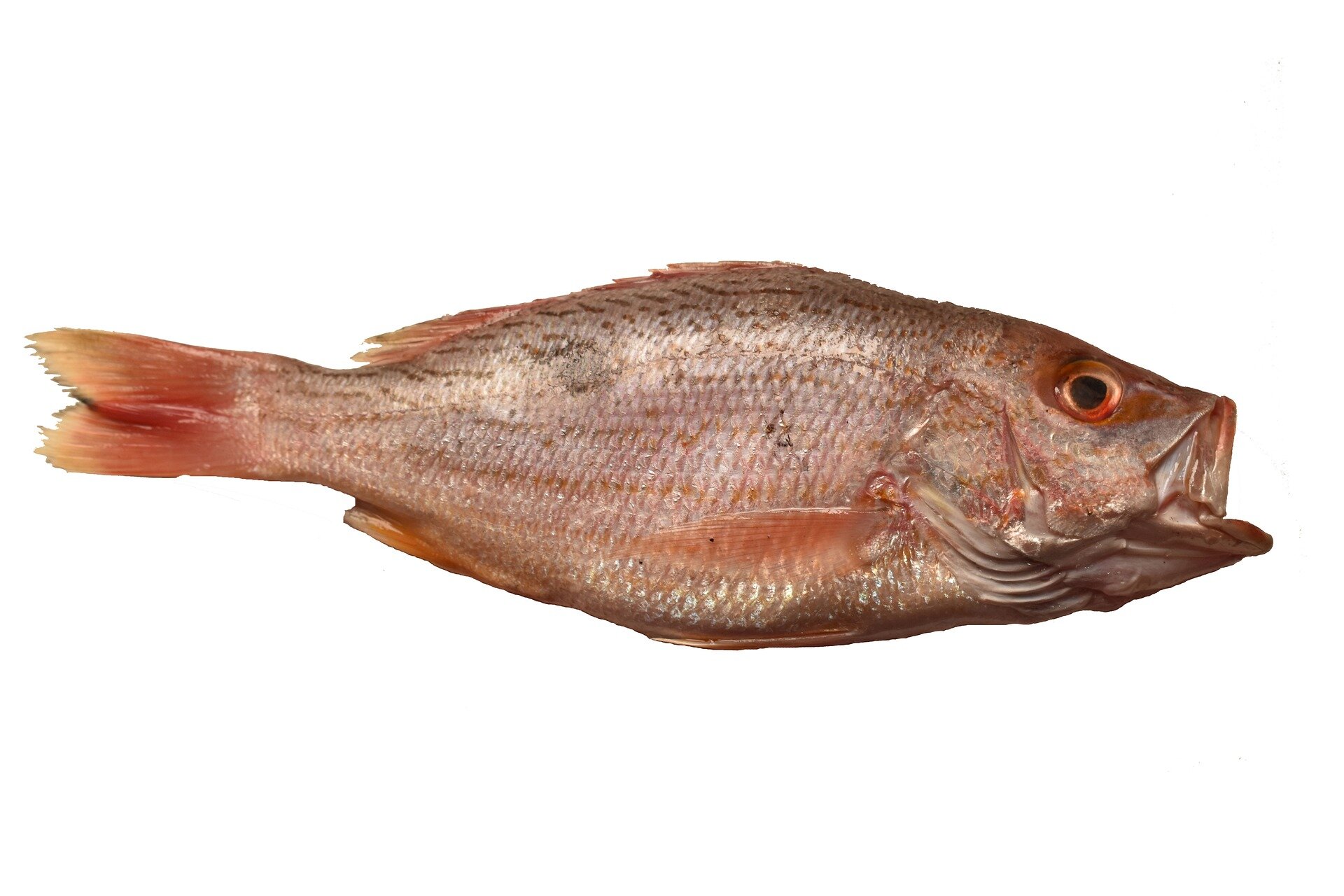 Madagascar Seafood Fish (Whole, Slice, Fillet, Fishsteak, Cut into cubes)