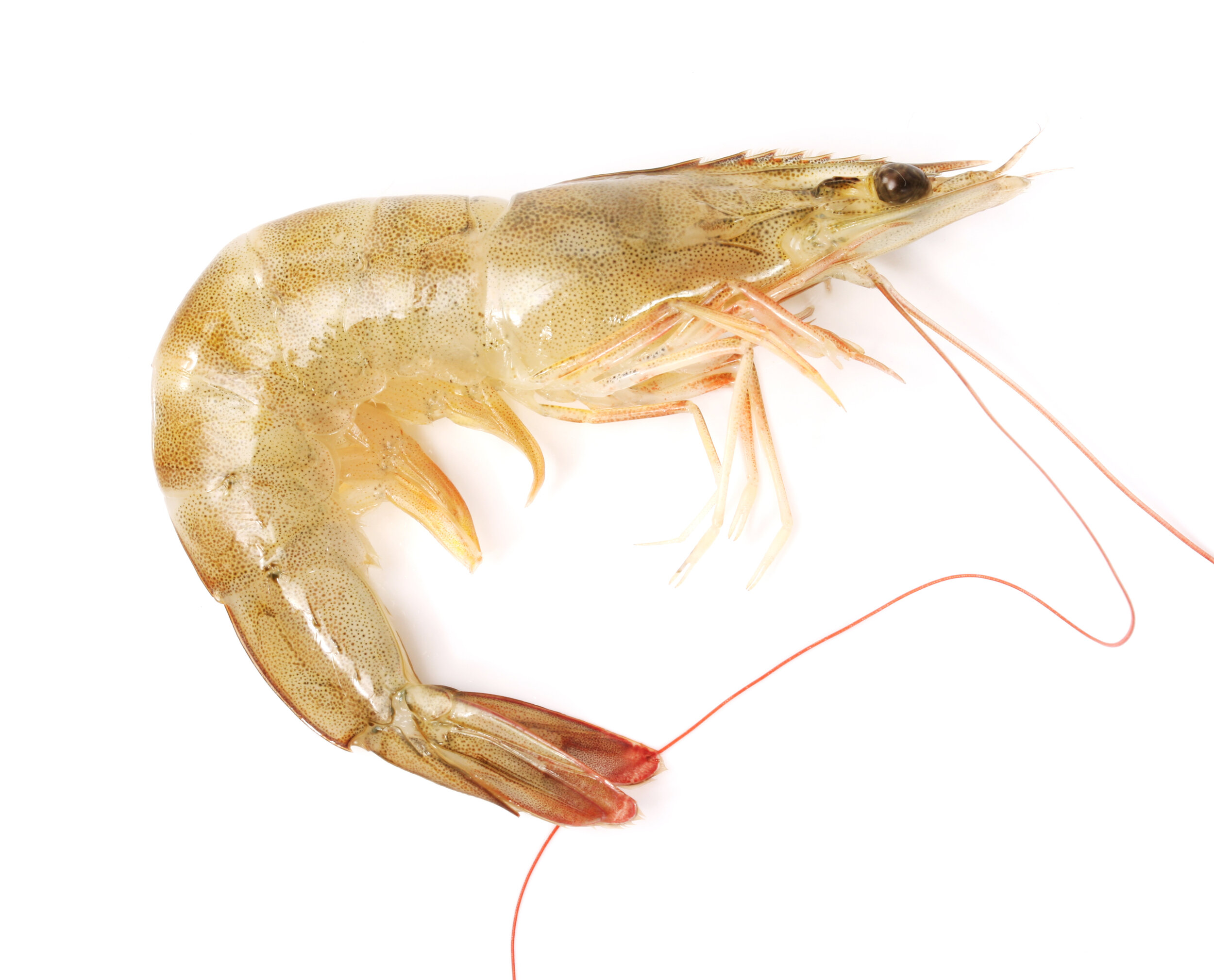 Madagascar Seafood Shrimp (Whole, Peeled)
