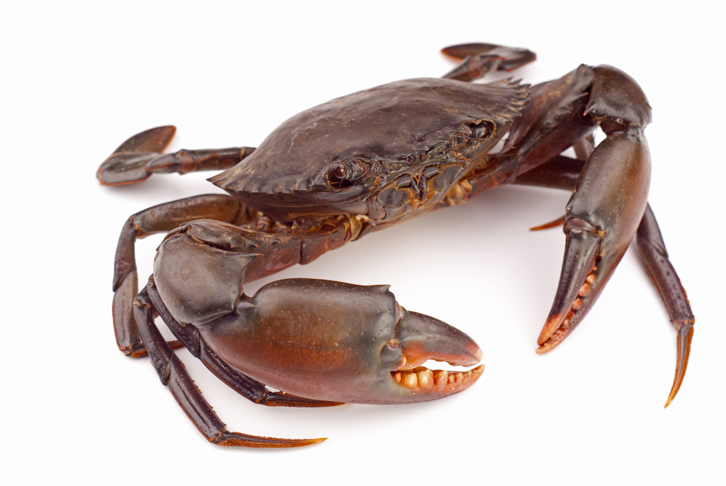Madagascar Seafood Crab (Whole, Pieces)