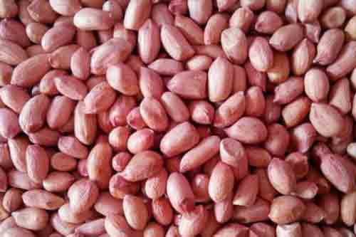 Veerkrupa Global Enterprise Bold Peanut Kernels