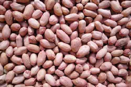Veerkrupa Global Enterprise Raw Peanut Kernels