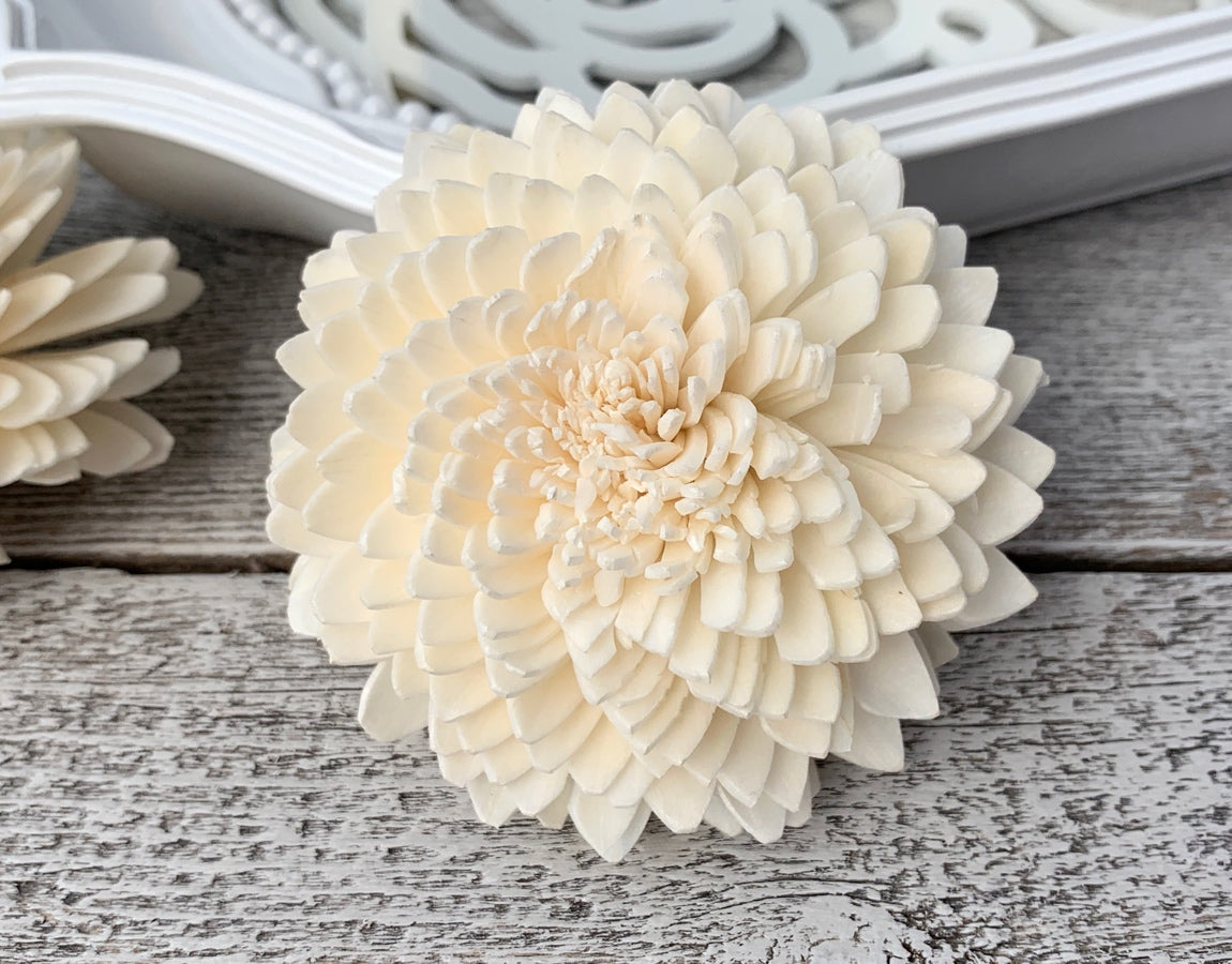 Zinnia - 50 Pack