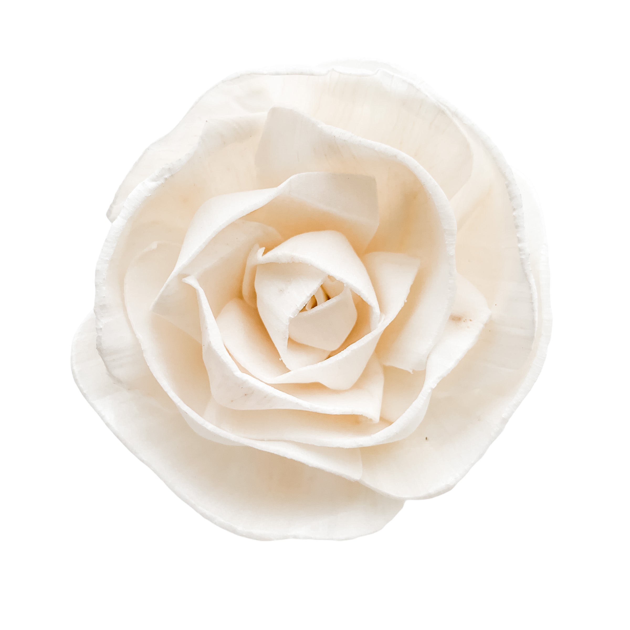 Rosalee Rose Buds - 6 Loose Sola Flowers - Approximately 2.75" - 3.5"