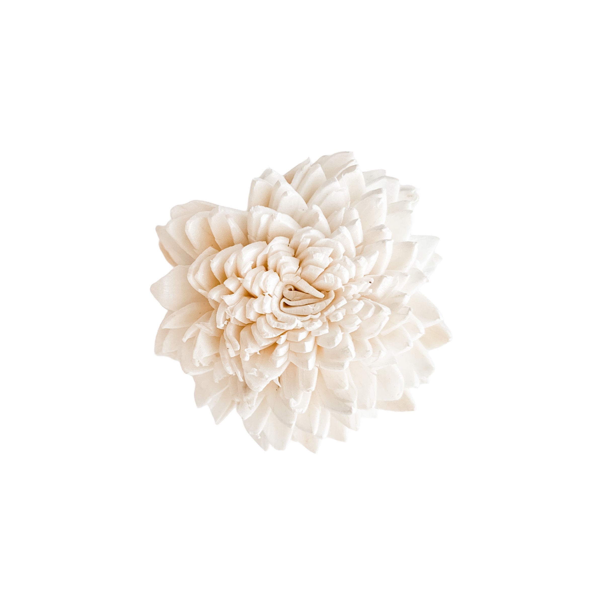 Elane Zinnia - 12 Loose Sola Flowers - Approximately 1" to 1.5"