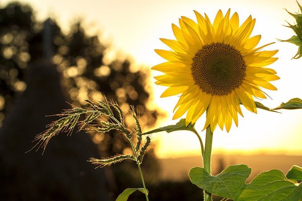 Organic Sunflower Lecithin