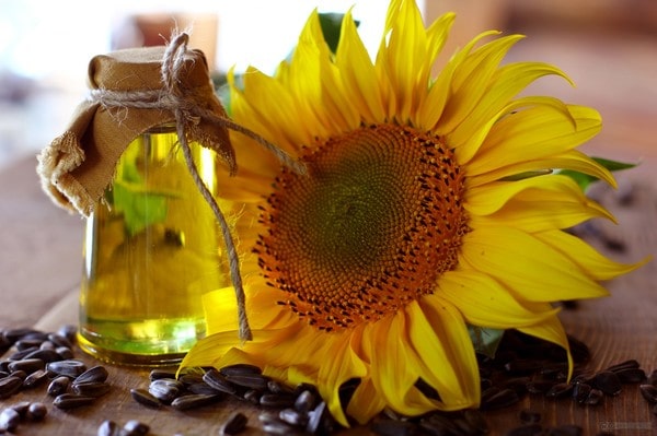 Organic Sunflower Lecithin (Non GMO Organic)