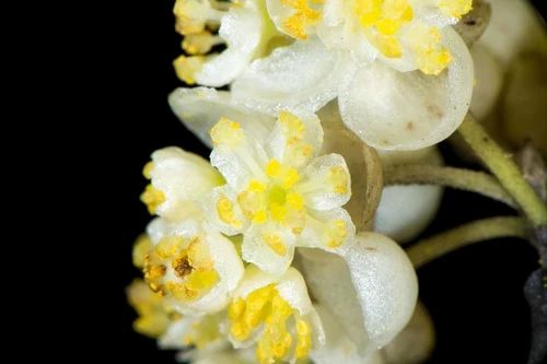 Archie Enterprise Litsea Cubeba Essential Oil
