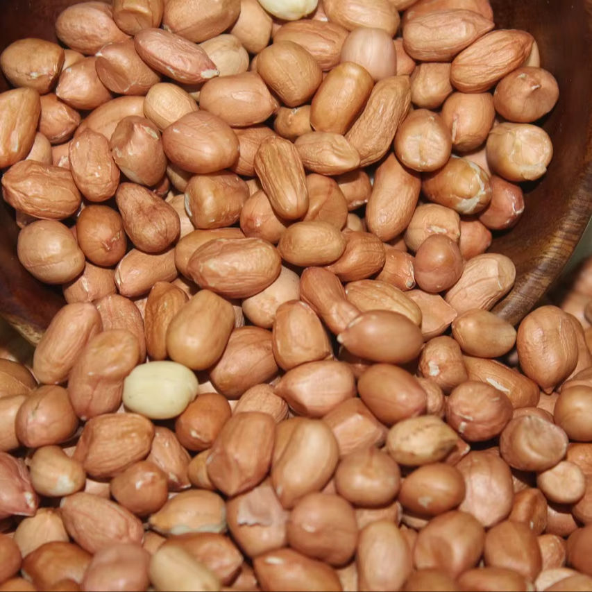Siddheshwar Agri Export Premium Grade Peanuts