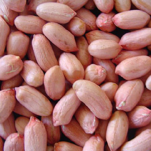 Siddheshwar Agri Export High Quality Peanuts