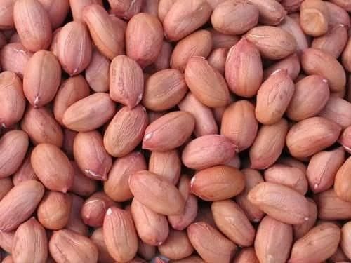 Fresh Groundnut
