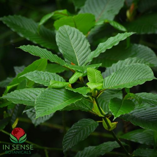 Wild-Harvested Kratom