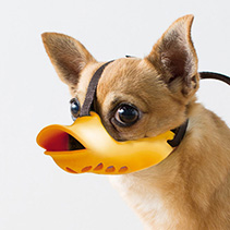 quack closed ss