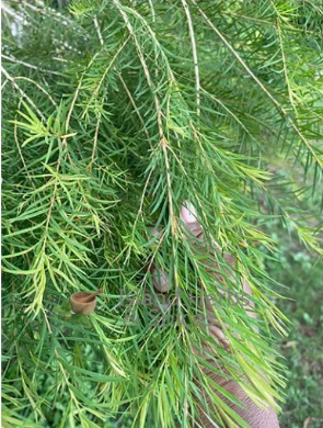 Dried Tea Tree Leaves (Melaleuca Alternifolia)