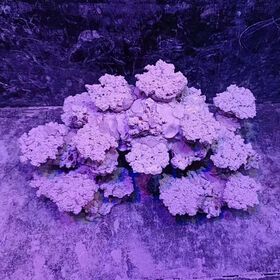 Fish Tank Landscape Artificial Aquarium Decoration Stone for 60 cm Coral Reef Tank