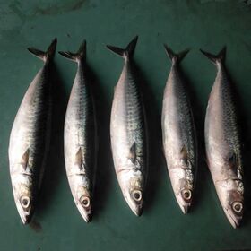 Premium Frozen Mackerel Fish Bulk Hot Sale Seafood Frozen Whole Round Pacific Fish Mackerel For Canned Food
