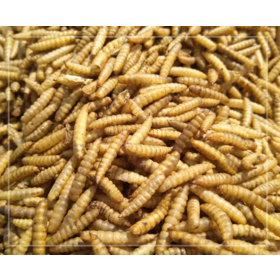 Microwave Dried black soldier fly flies larvae for bird pet food high protein