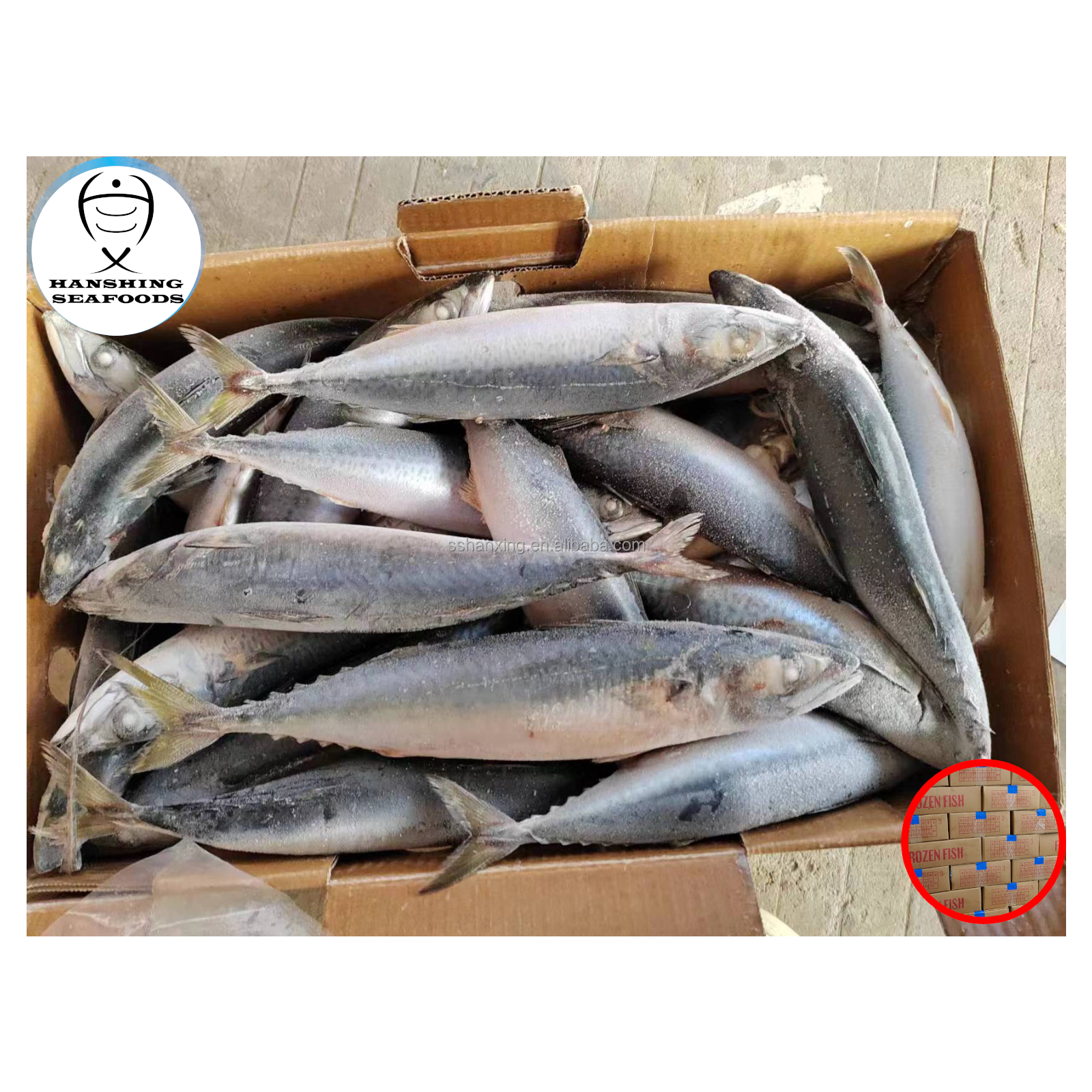 Hanshing High Quality Fresh Frozen Pacific Mackerel Fish at Low Wholesale Price Mackerel Fish