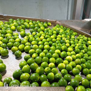 Hoang Kim's Seedless Vietnam Fresh Green Lime Lemon 80-95% Mature Nature-Cultivated & Stored in Fresh Cold Place