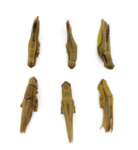 Shandong High Quality Dried Grasshopper Dry Food Dried Locusts High Protein Pet Supplement Wholesale