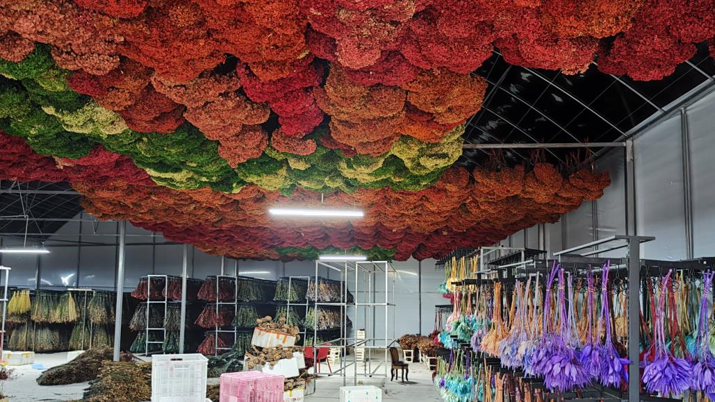 Qilixiang Flower (kunming) Co., Ltd. factory image 6