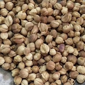 Natural dried white Cardamome blanche fruits Cardamome blanche pods for spice
