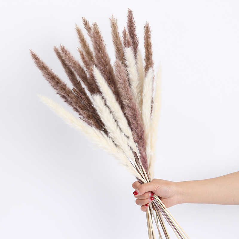 Best Selling 10 stems dried natural reed colorful small pampas grass flower dried phragmites flower bouquets