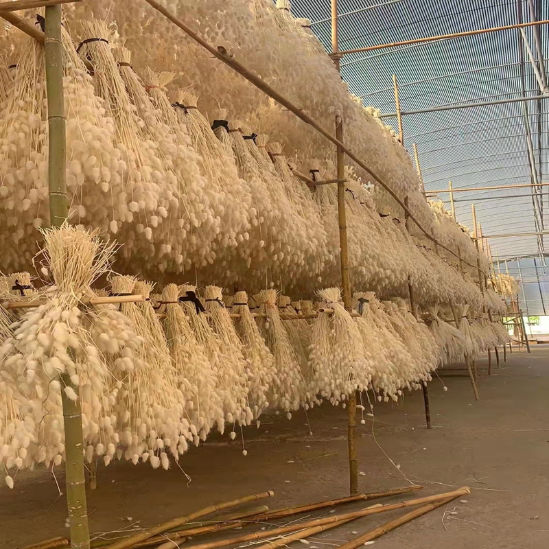 Yunnan Branch & Leaf Floral Company dried flowers