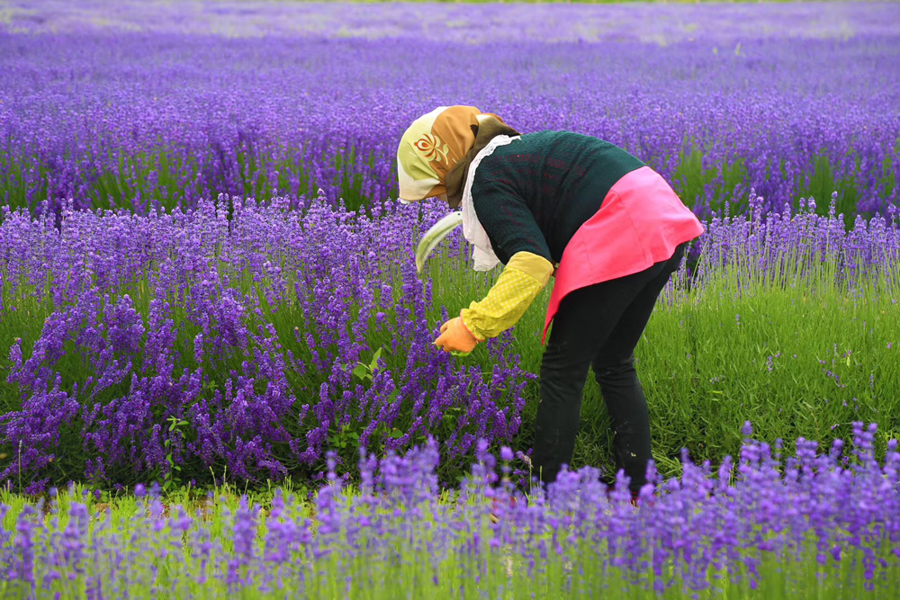 Shenzhen Defeng Agriclture Import & Export Co., Ltd. dried flowers