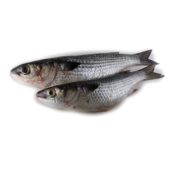 Frozen Grey Mullet Fish Whole Fresh Seafood in Bulk Dried Water Preserved Box Packaging with Fat Included at Economical Prices