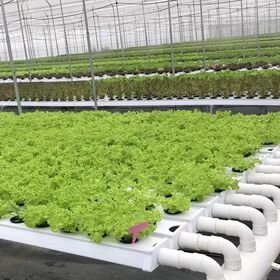 Factory Direct Sales Hydroponic System Greenhouse Complete Food Grade PVCU NFT Channel Growing System