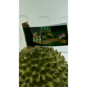 Premium High Quality Hill Fresh Musang King Durian D197 Famous Tropical Fresh Fruit From Malaysia Sweet Creamy Thick Flavor