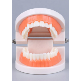 Dental Teaching Standard Tooth Model Small size tooth hygiene set model