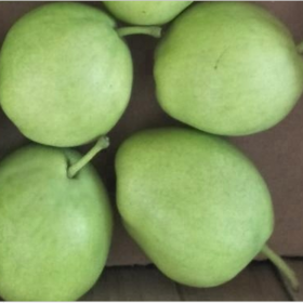 Supplying Chinese Fresh Fruit Big Ya Pear