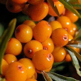 High quality frozen sea buckthorn (hippophae) Wholesale Bulk 4*2,5kg block packaging Russian origin