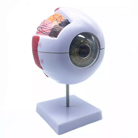 Eyeball Model Anatomical Eyeball Model Medical Learning Instrument 6X Enlarged Human Eye Anatomical Model