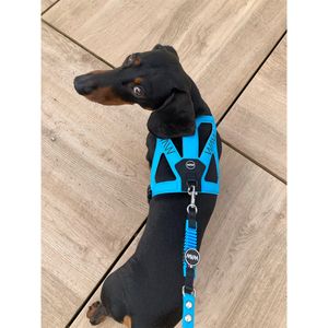 pasion Dog Supplies ANTISHOCK Small Large Dogs Advanced fashionable Color Elongated fashionable antishock pet colourful leashes