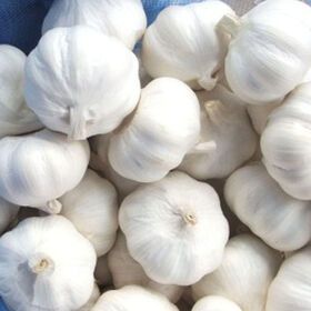 china exporter supply fresh onion and garlic buyers in saudi arabia