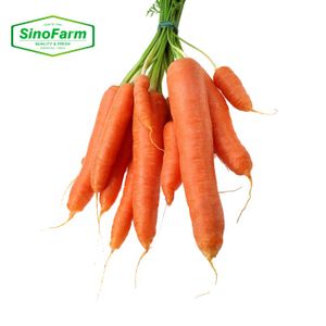 Chinese Fresh Carrot New Season Fruits and Vegetables Natural Organic Healthy Carrots