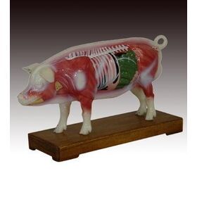 Medical Pig Acupuncture Model