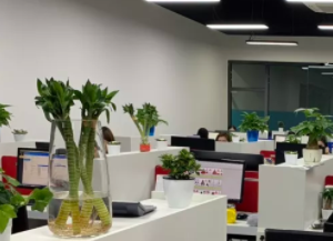 Chengdu Lianbotao Trading Co., Ltd. Baby Rompers