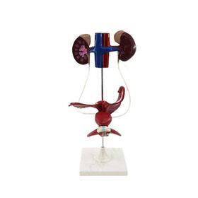 Medical Educational Equipment PVC Model Of Female Urinary System
