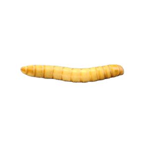 Shandong Manufacturer Dried Mealworms Microwave Dried Mealworms Freeze Dry Pet Food Mealworms For Sale
