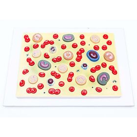 Medical Educational Equipment PVC Blood Cell Model