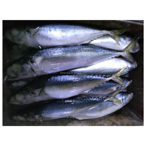 Hanshing  china suppliers frozen fish bqf whole round frozen pacifated mackere 300g-500g Whole Round Pacific Mackerel Fish