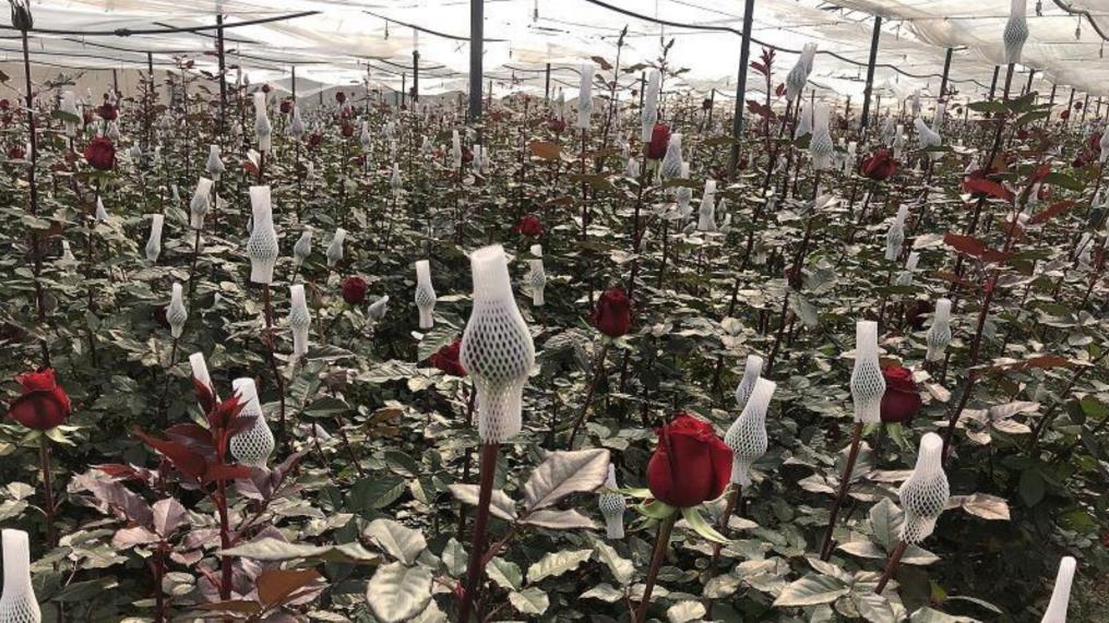 Yunnan Airui Floral Science and Technology Co., Ltd. Kunming Branch factory image 1