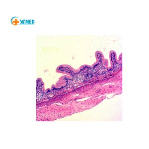 Laboratory Research Human Histology Prepared Microscope Slides