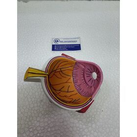 Human Eye Anatomical Model and Cataract Eye Set